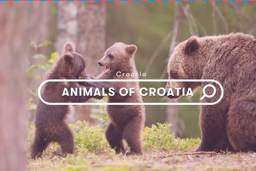 Guide: Animals of Croatia